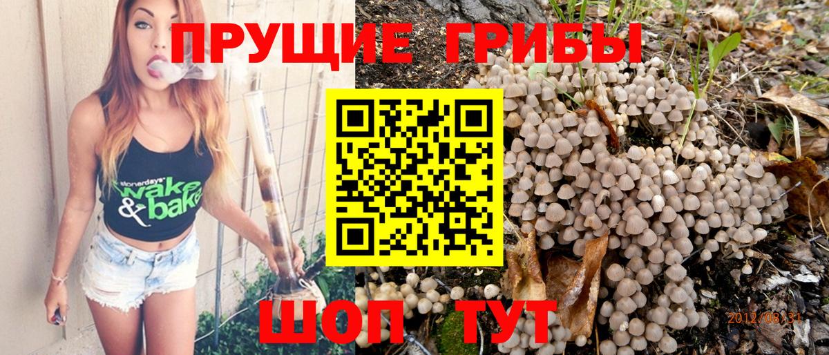купить закладку  Псилоцибиновые грибы прущие грибы  Вход с VPN  Ульяновск 